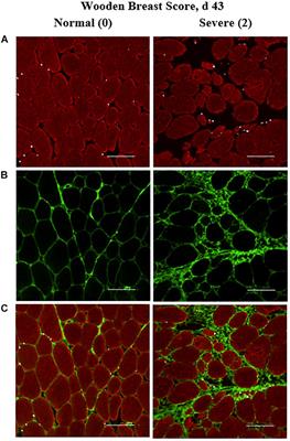 Characterization of Pectoralis Major Muscle Satellite Cell Population Heterogeneity, Macrophage Density, and <mark class="highlighted">Collagen Infiltration</mark> in Broiler Chickens Affected by Wooden Breast